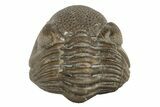 Wide, Enrolled Eldredgeops Trilobite Fossil - Ohio #188897-2